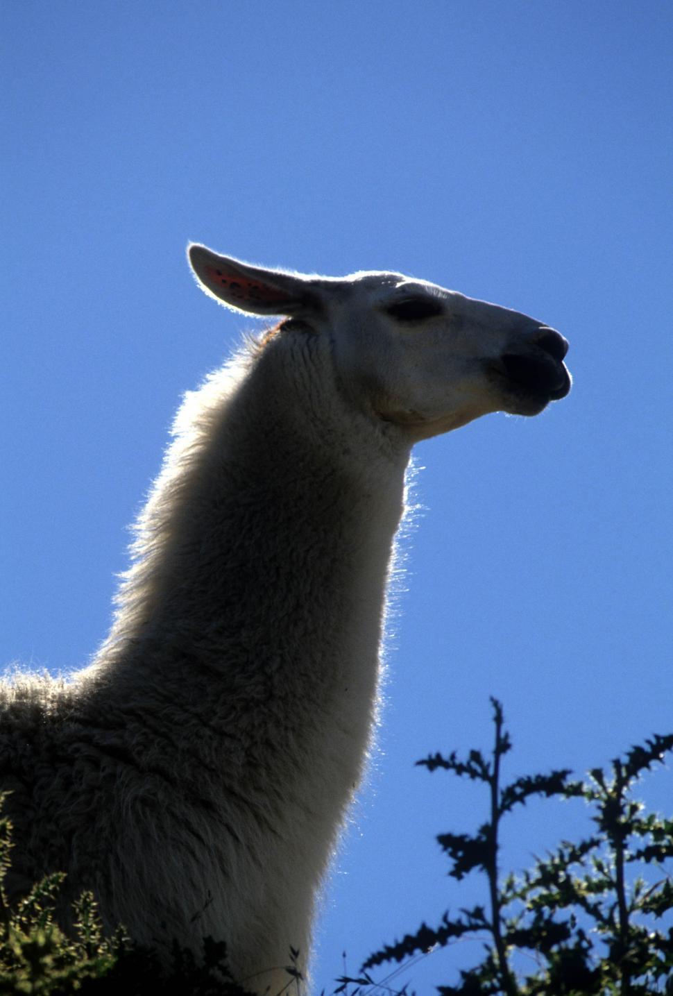 Free Image of Llama head 