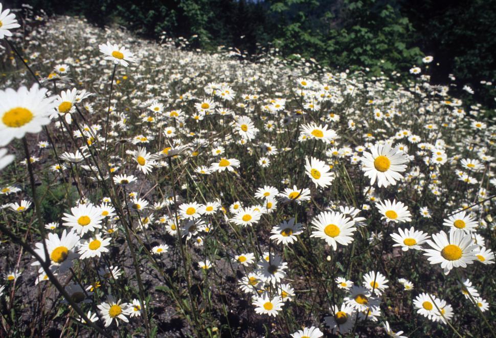 Free Image of Daisies 