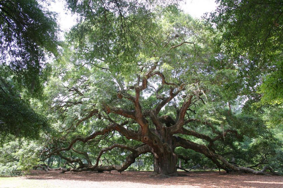 Free Image of tree oak angel south carolina massive huge ancient old large sprawling dense camopy giant limb limbs branch branches gnarled gnarley 
