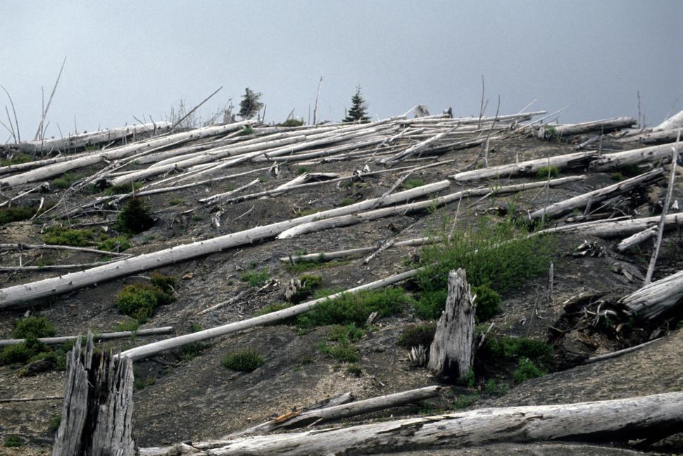 Free Image of Fallen trees 