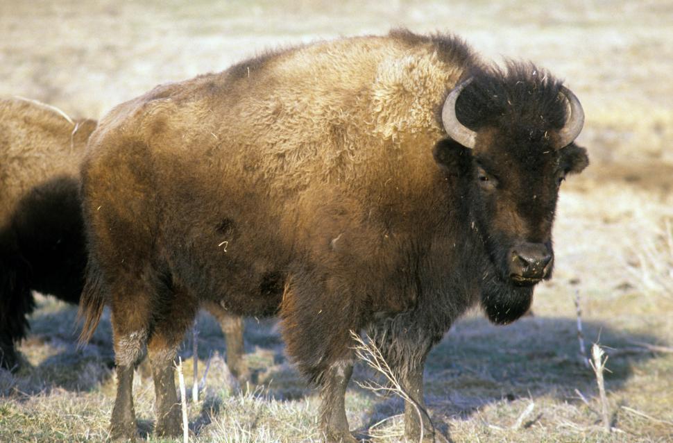 Free Image of Bison 