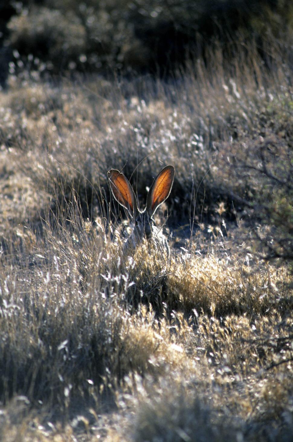 Free Image of Jack rabbit ears 