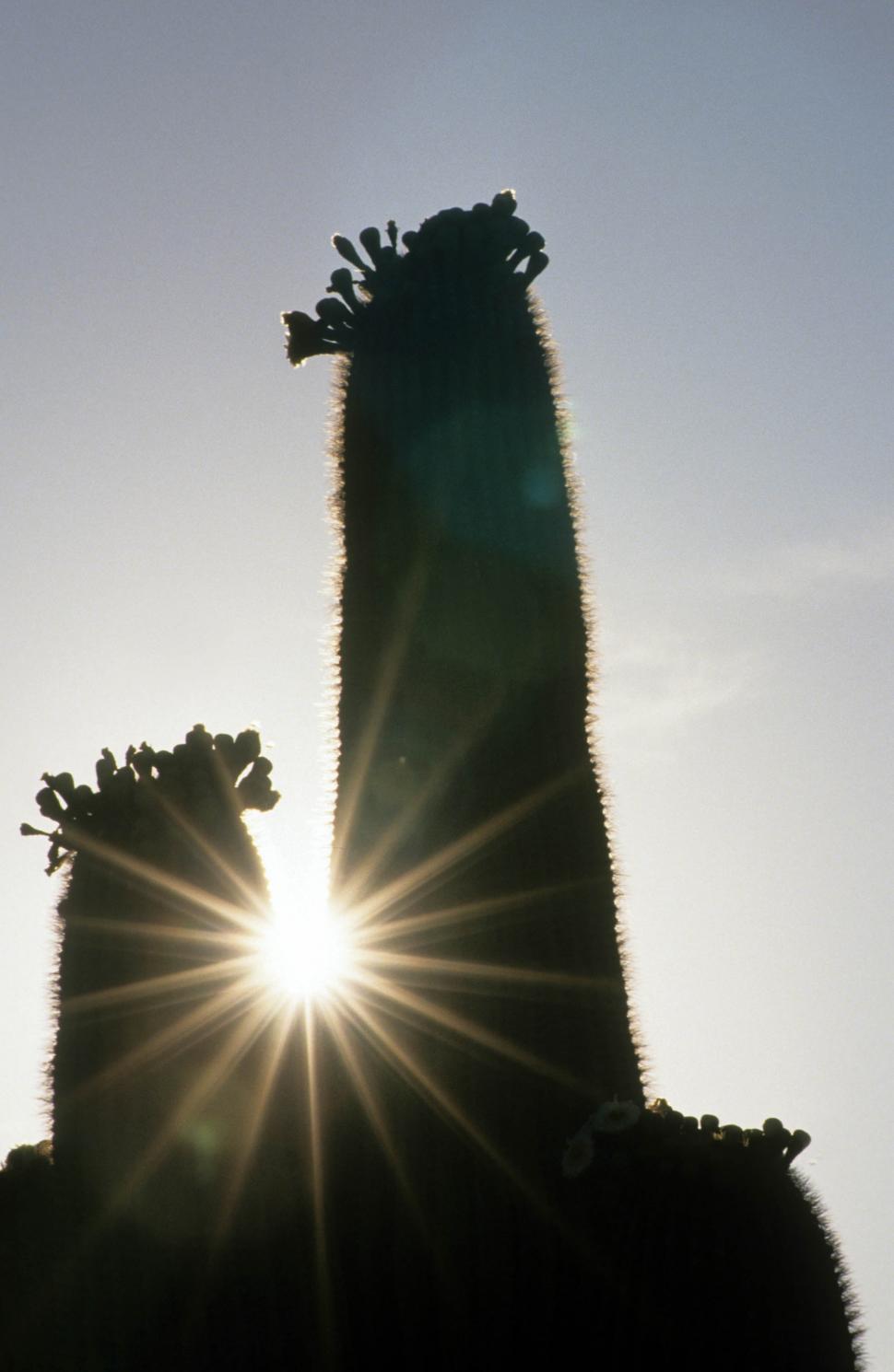 Free Image of Saguaro cactus silhouette 