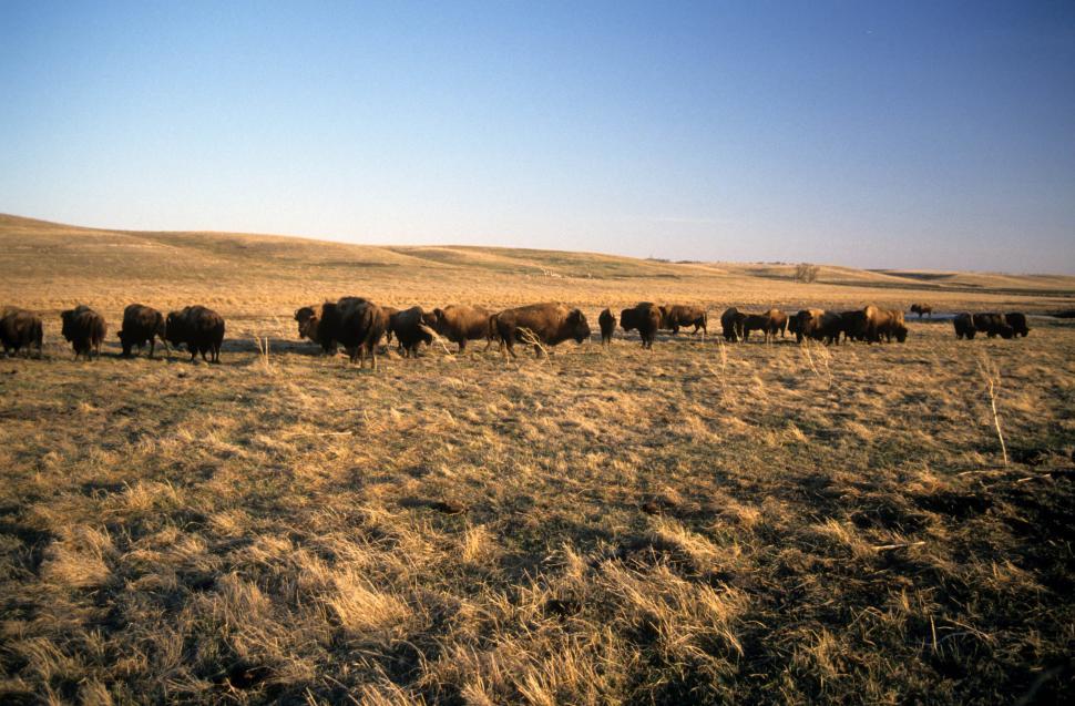 Free Image of Bison herd 