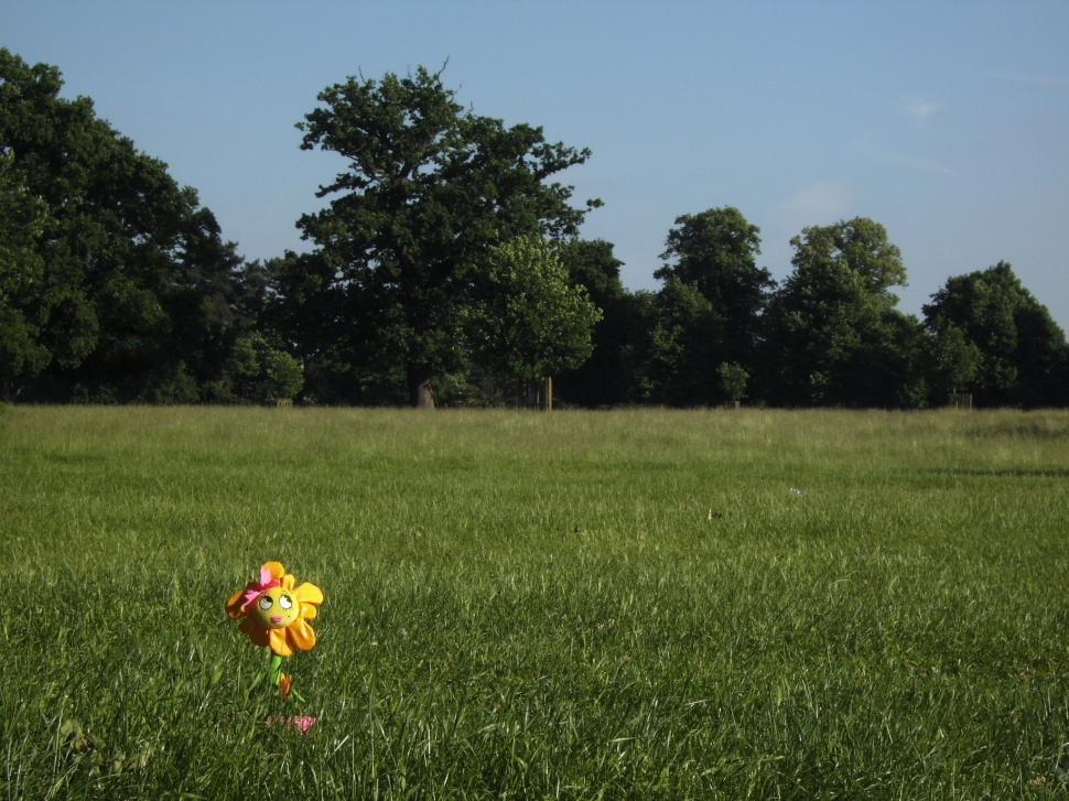 Free Image of flower in field 