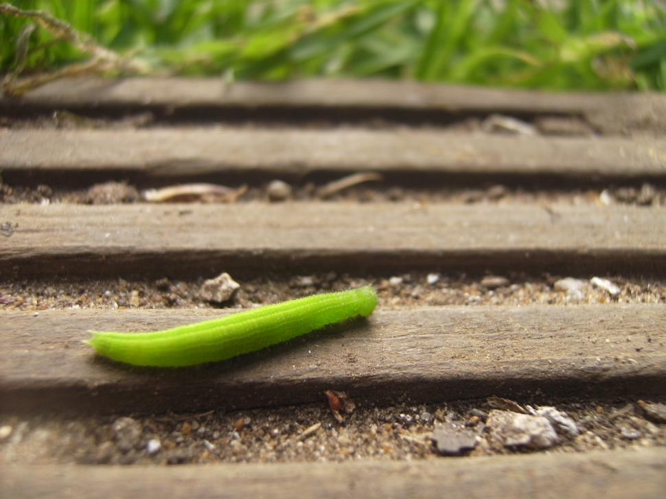 Free Image of greeny the caterpillar 