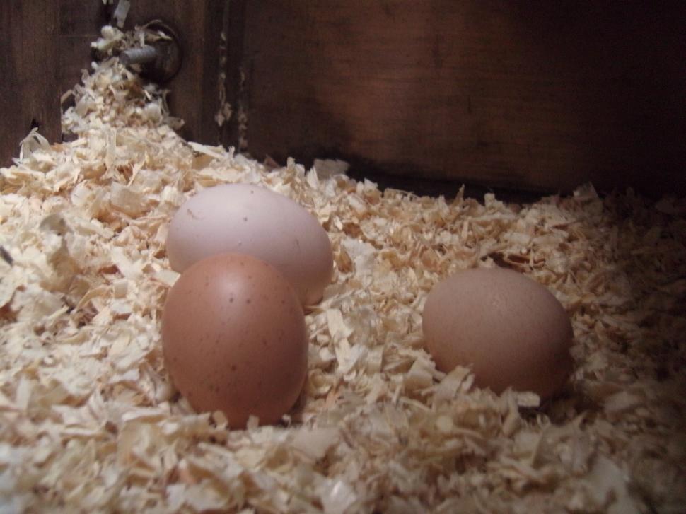 Free Image of rocky,crystal and fawks eggs 
