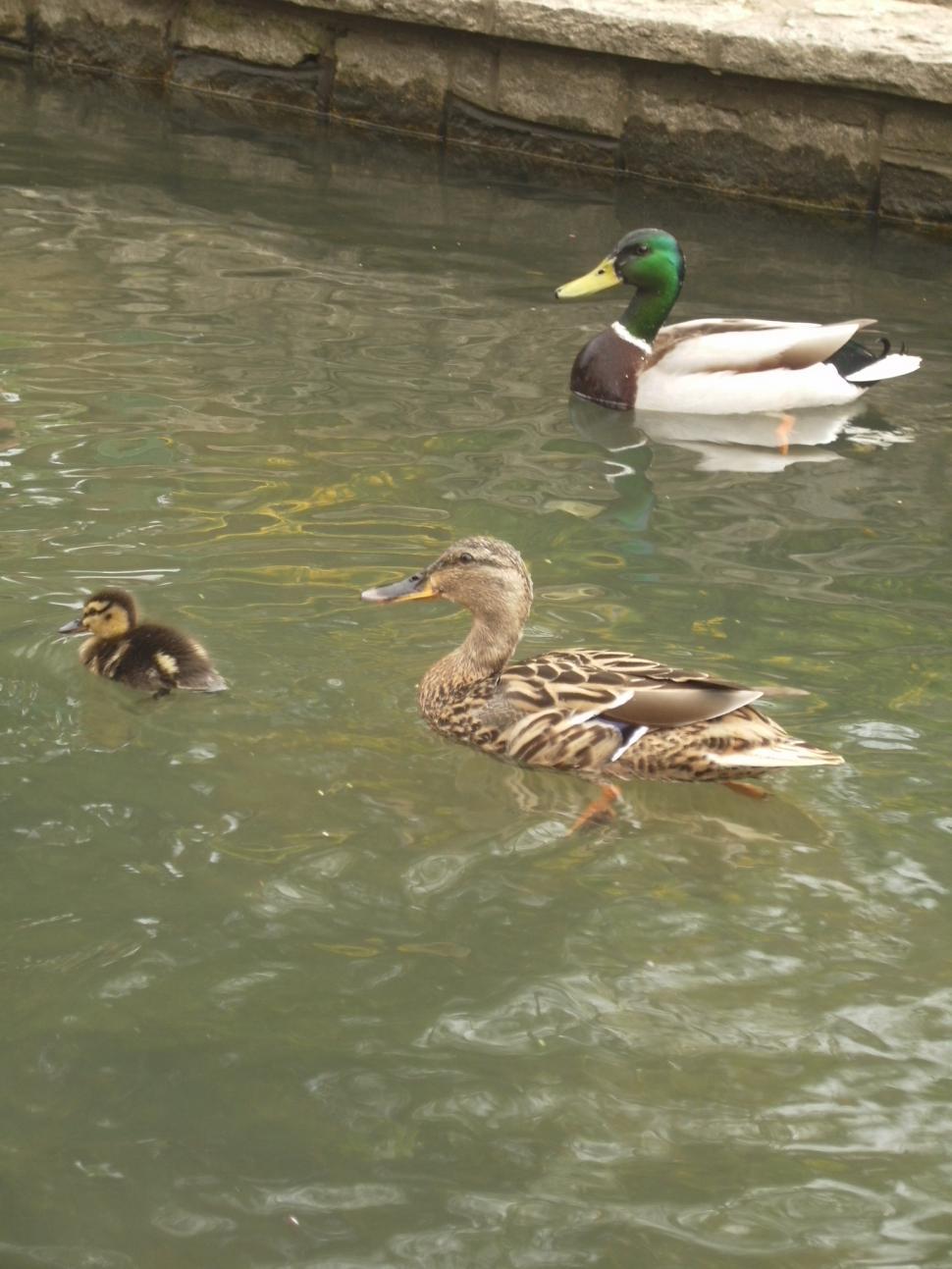 Free Image of duckie family 