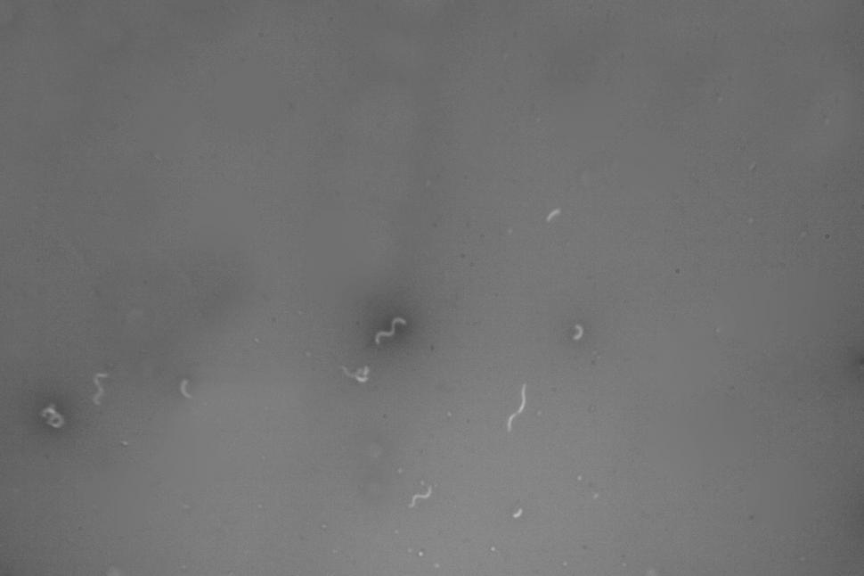 Free Image of Bacteria 