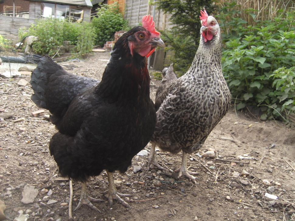 Free Image of Angry chickens 