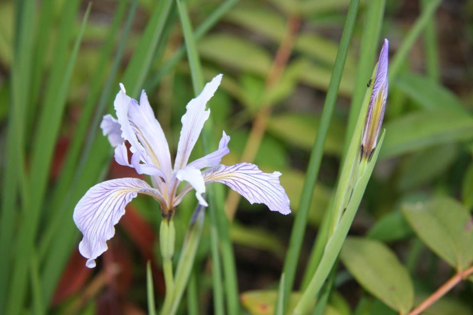 Free Image of Wild Iris 