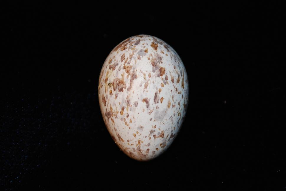 Free Image of Speckled Bird Egg, Black Background 