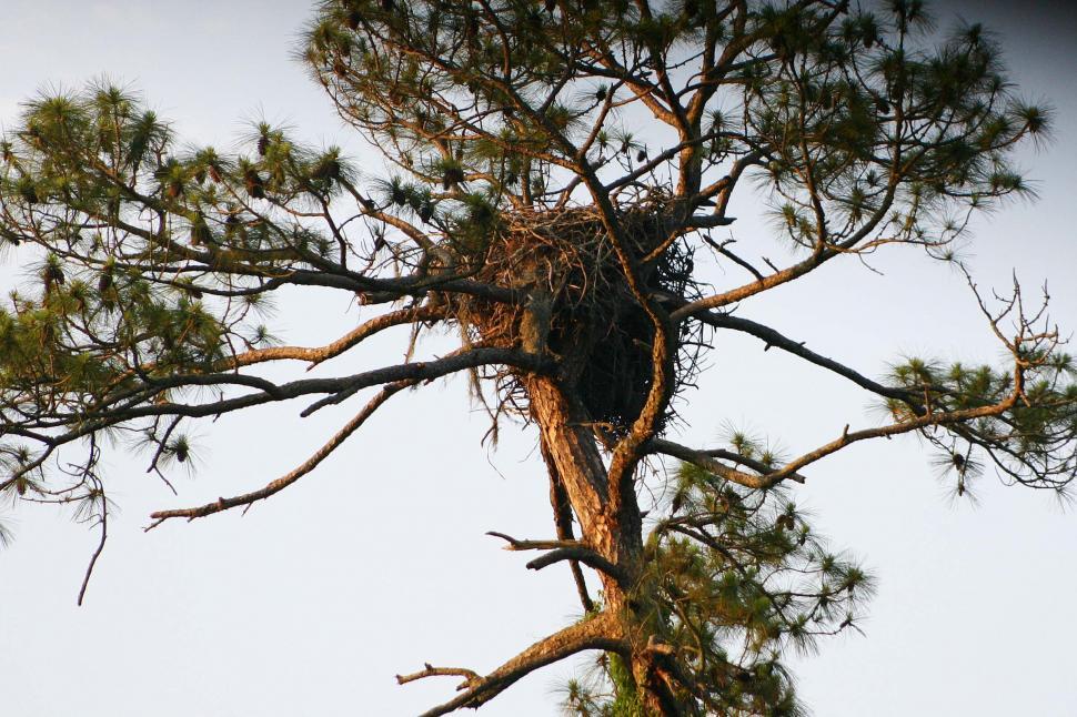 Free Image of Bird Sitting in Nest in Tree 