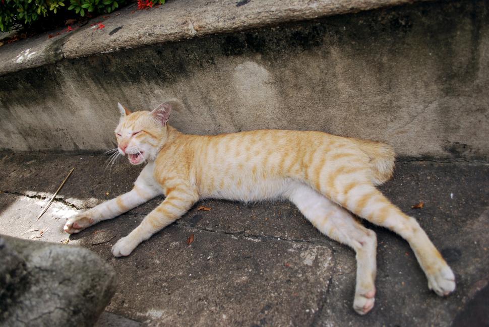 Free Image of A Yawning Lazy Cat 