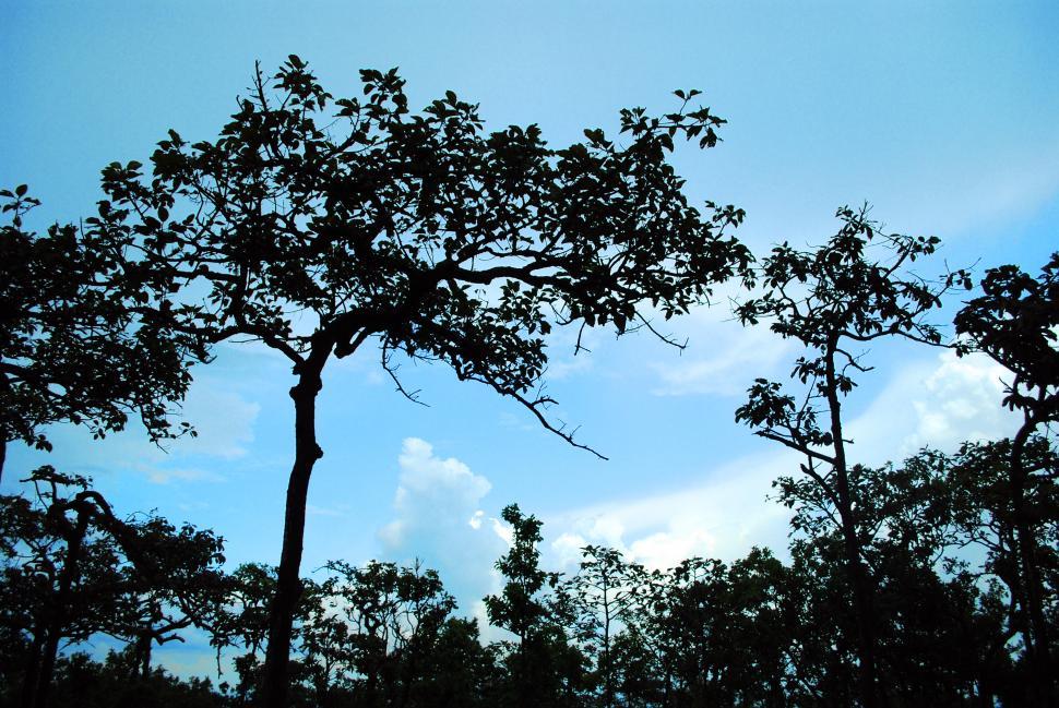 Free Image of Silhouette Tree 