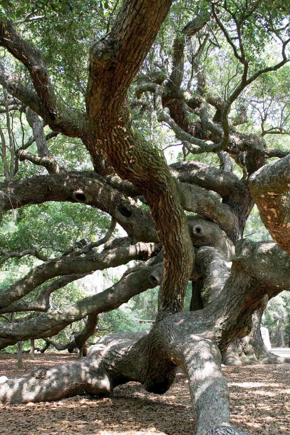 Free Image of tree oak angel south carolina massive huge ancient old large sprawling dense camopy giant limb limbs branch branches moss 
