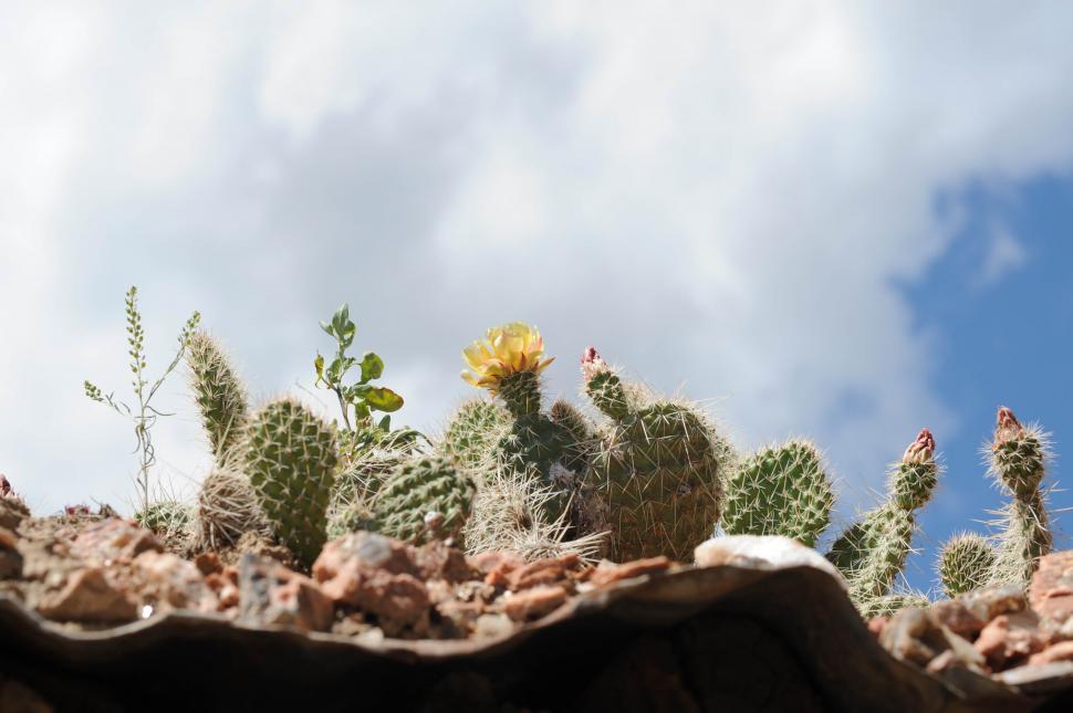 Free Image of Cacti 