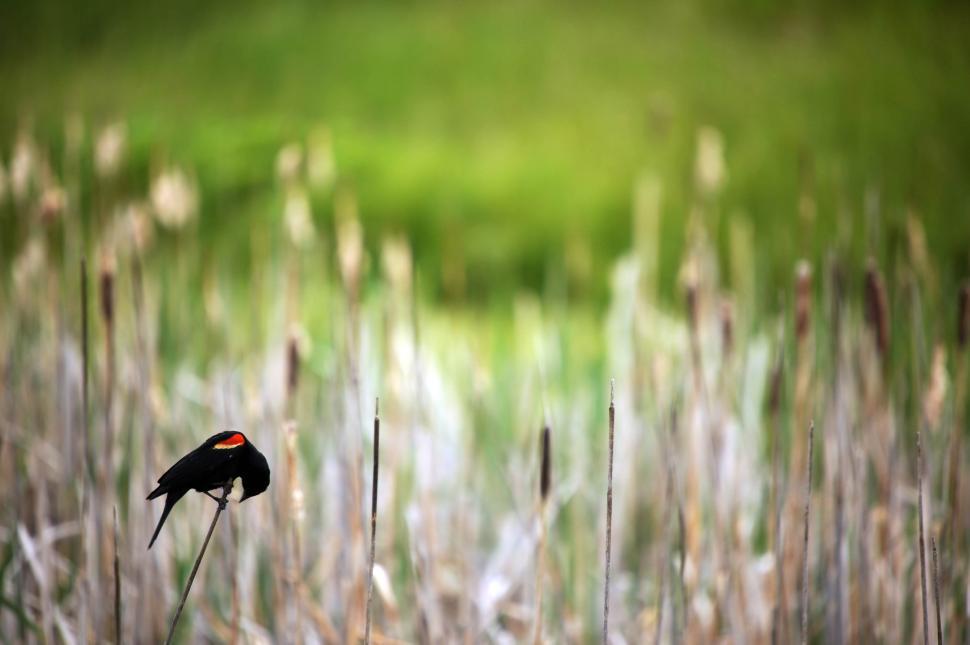 Free Image of Red-winged blackbird 
