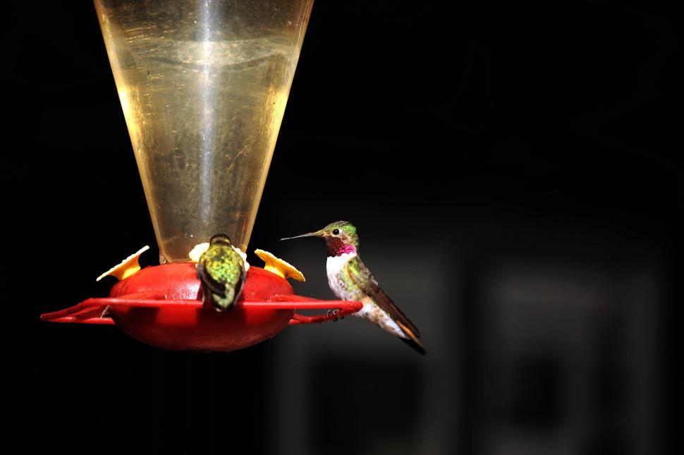Free Image of Hummingbirds 