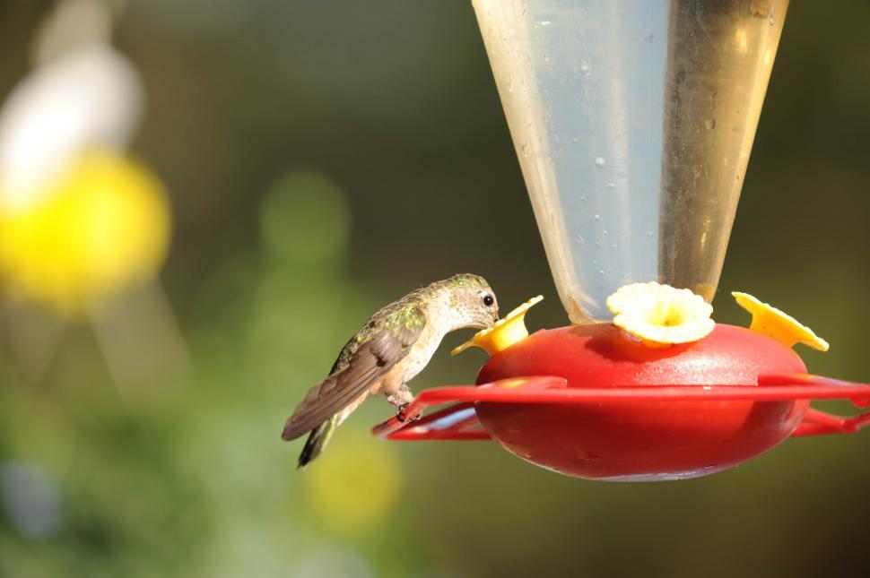 Free Image of Hummingbird 