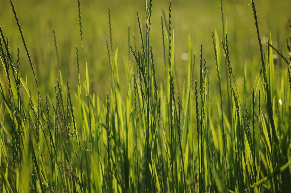 Free Image of Tall grasses 