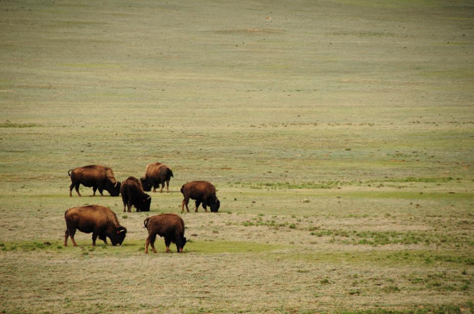 Free Image of Bison grazing 