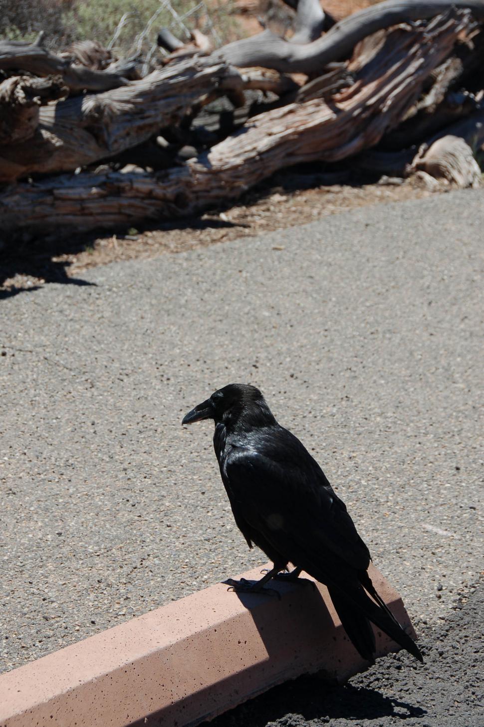 Free Image of Crow 