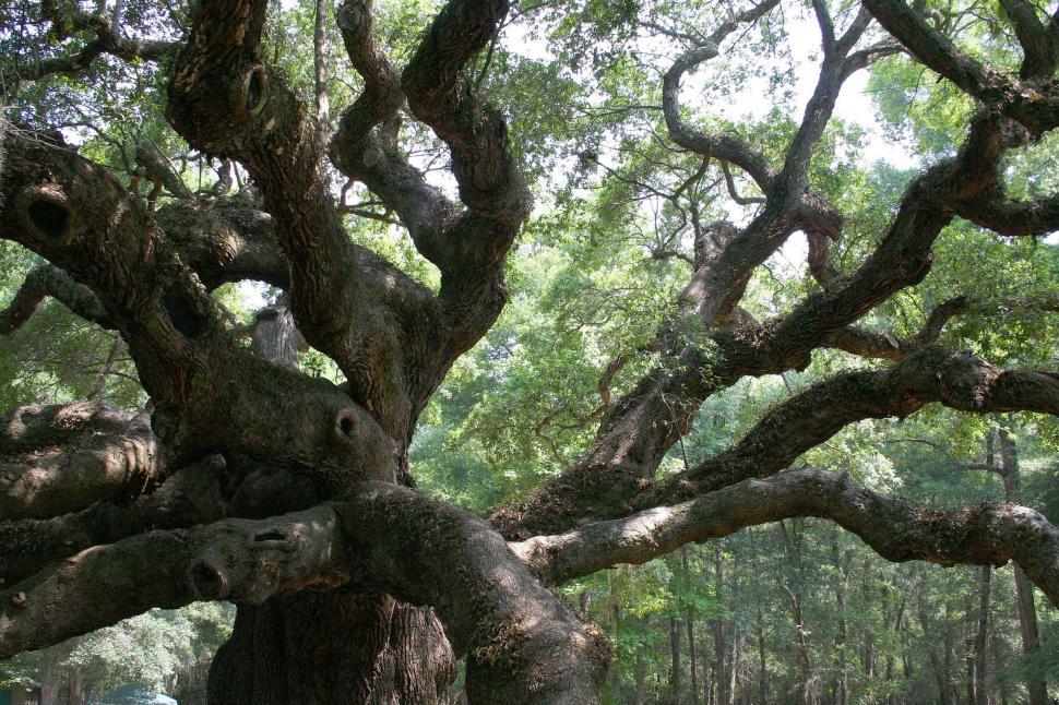 Free Image of tree oak angel south carolina massive huge ancient old large sprawling dense camopy giant limb limbs branch branches 