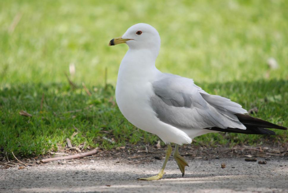 Free Image of Seagull strolling 