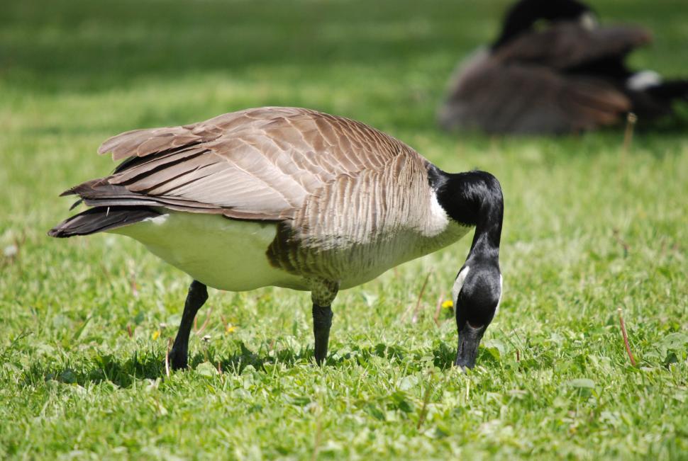 Free Image of Canadian goose 