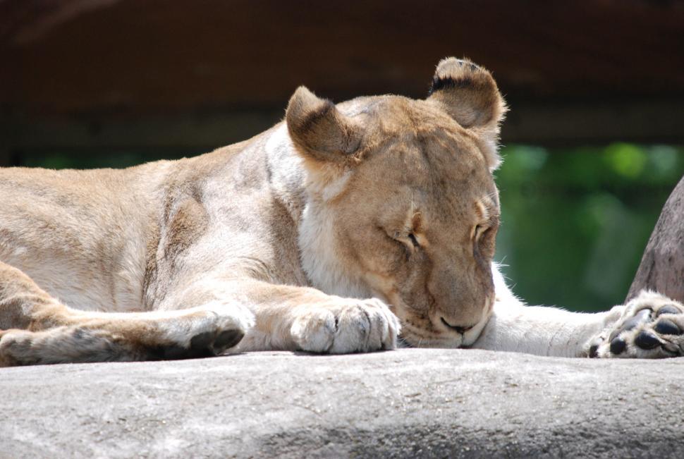 Free Image of Lioness 