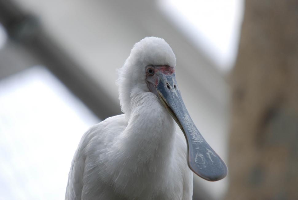 Free Image of African spoonbill 