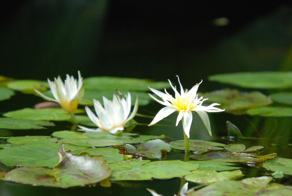 Free Image of Lotus flower 