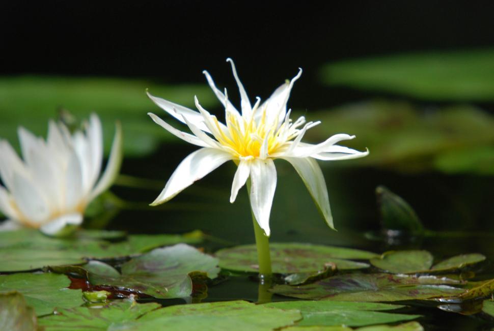 Free Image of Lotus flower 