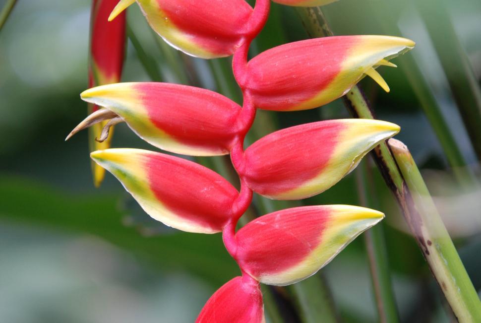 Free Image of Heliconia 