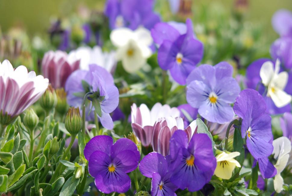 Free Image of Flowers 
