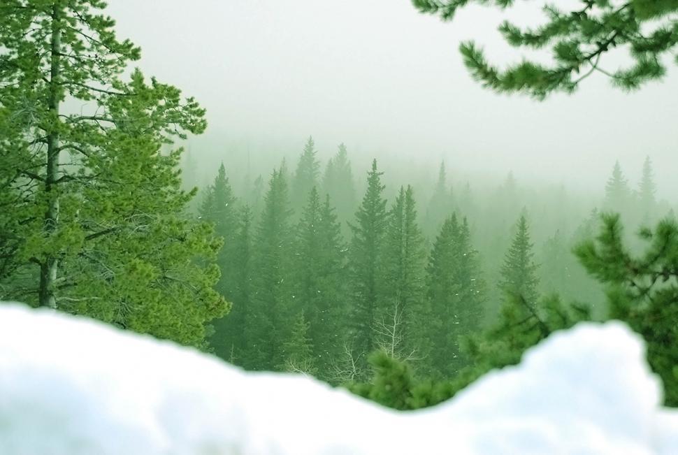 Free Image of Snowbank and forest 