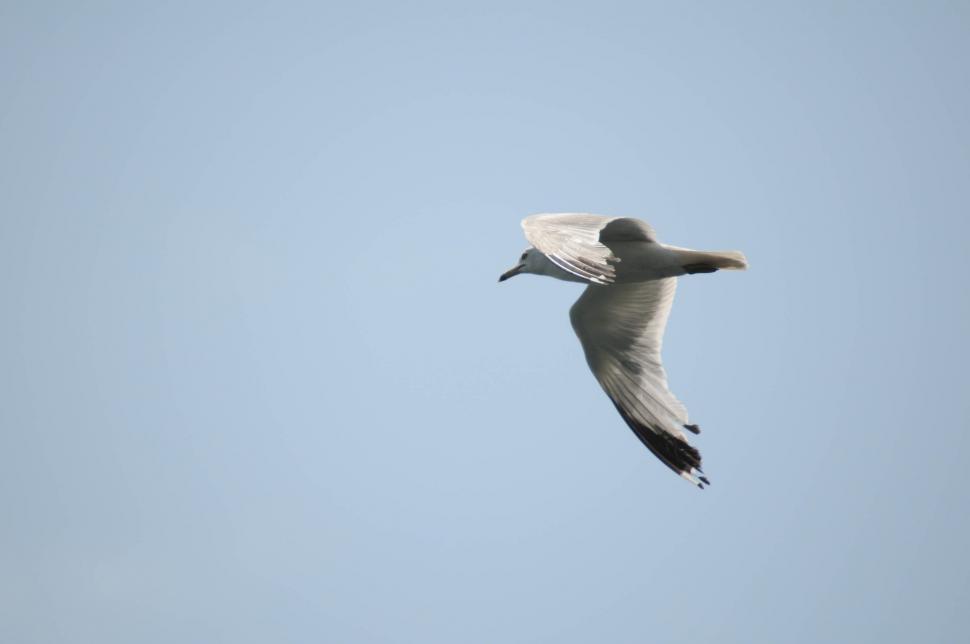 Free Image of Seagull flying 