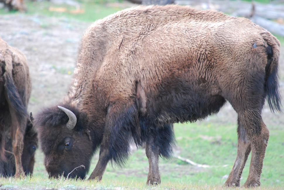 Free Image of Buffalo grazing 