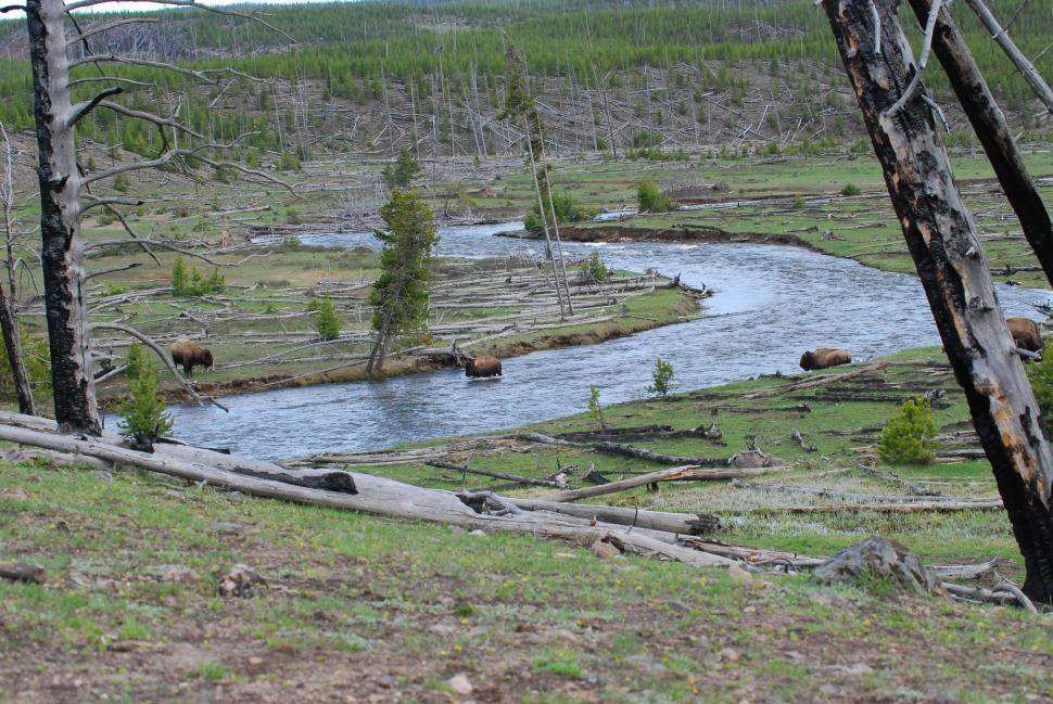 Free Image of Bison crossing stream 
