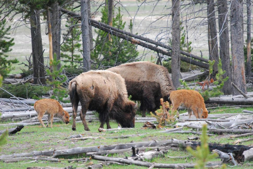 Free Image of Bison and calves 