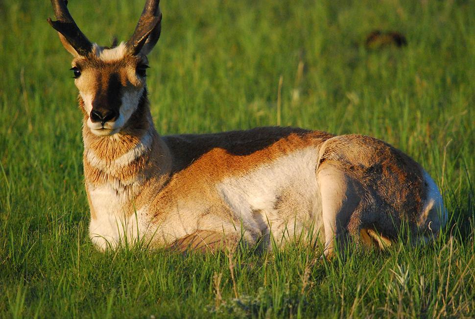Free Image of Pronghorn antelope 