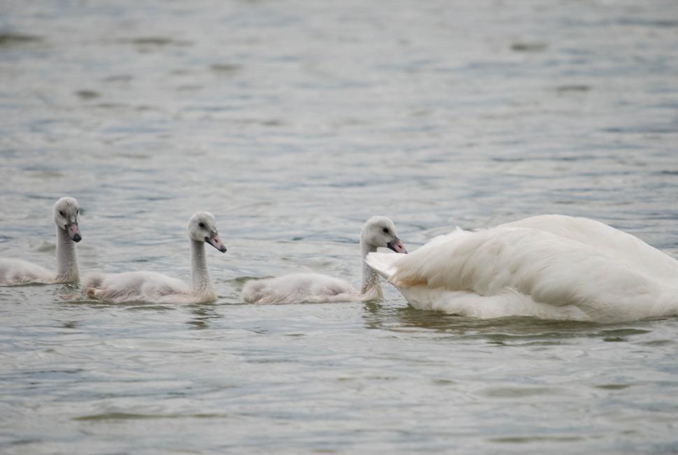 Free Image of Baby swans 