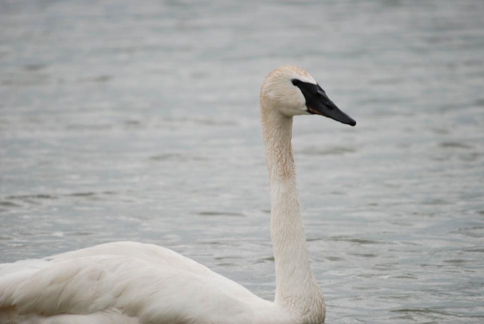 Free Image of Swan 