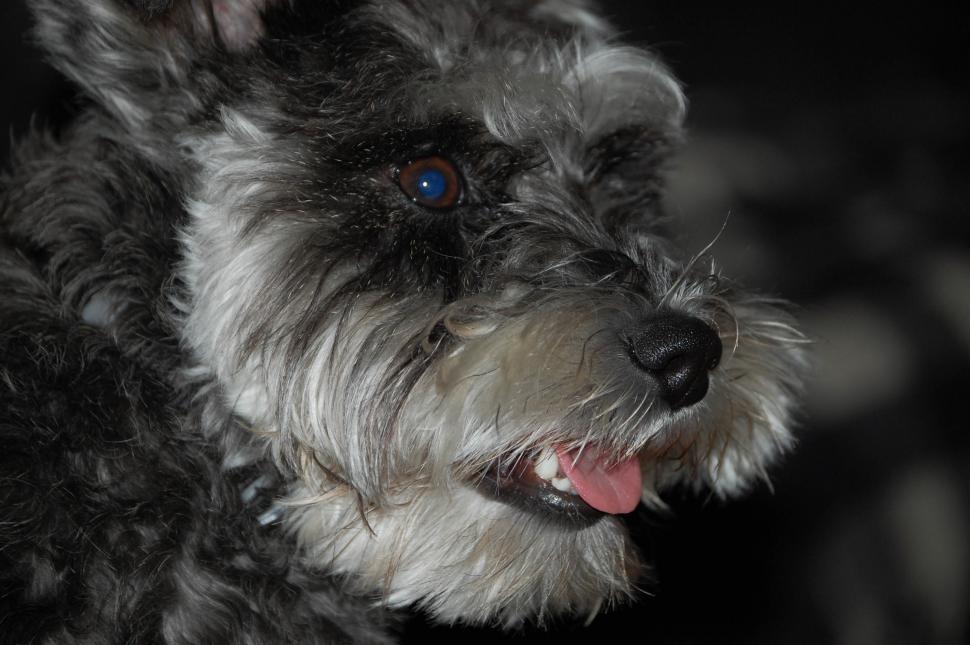 Free Image of Gray cairn terrier 