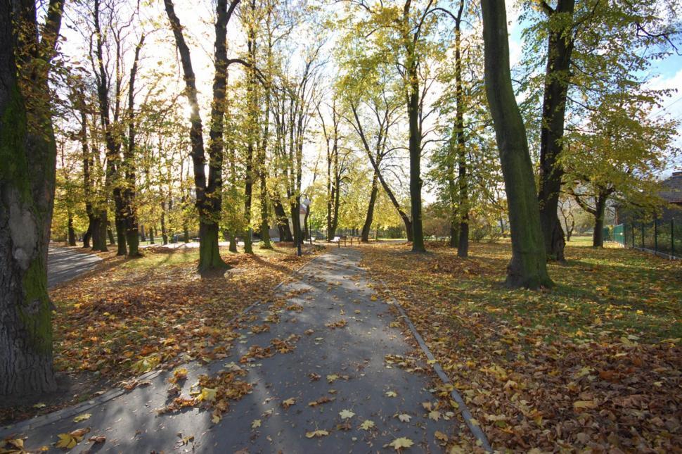 Free Image of Autumn park path 
