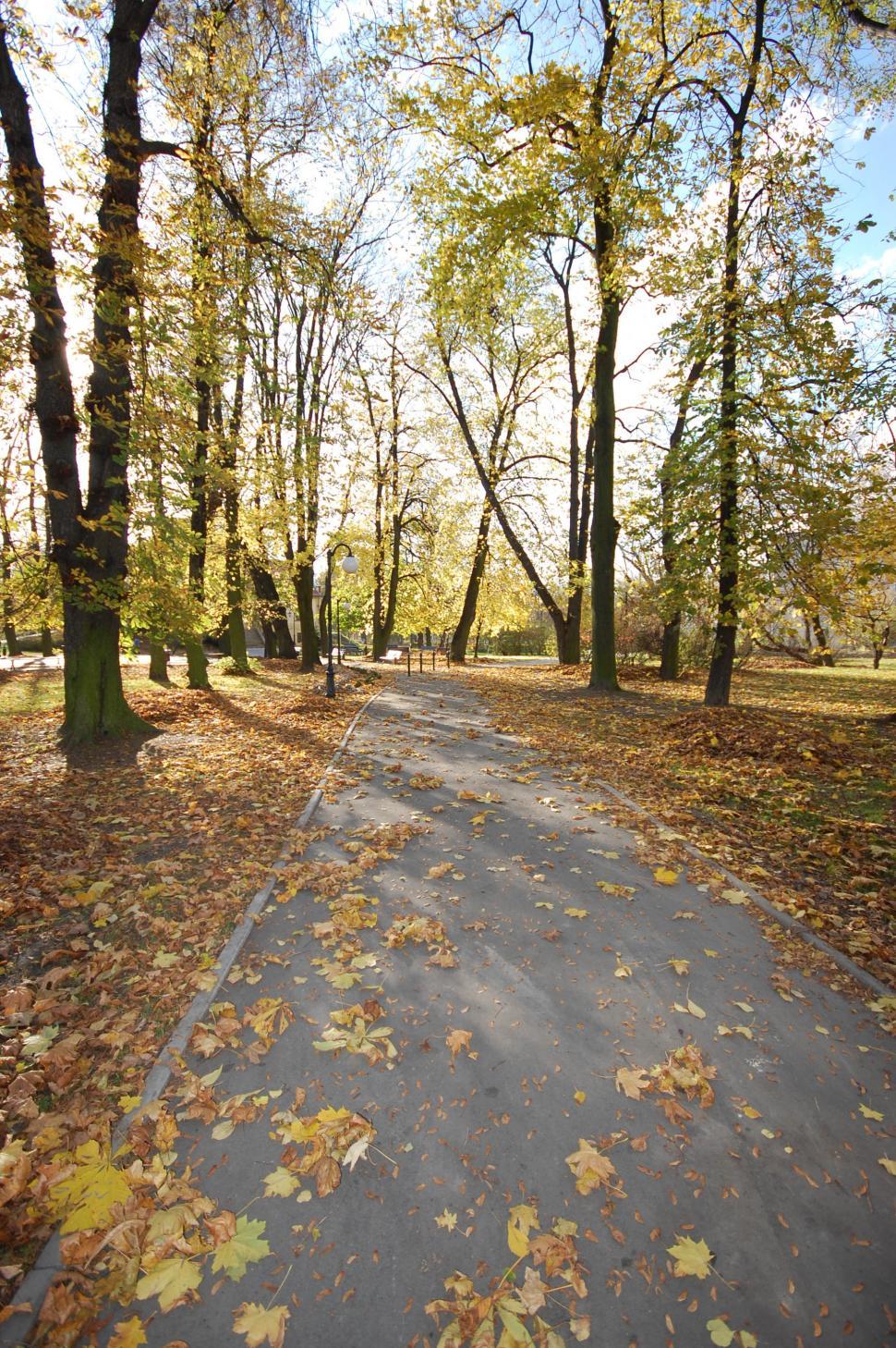 Free Image of Leaf covered path 