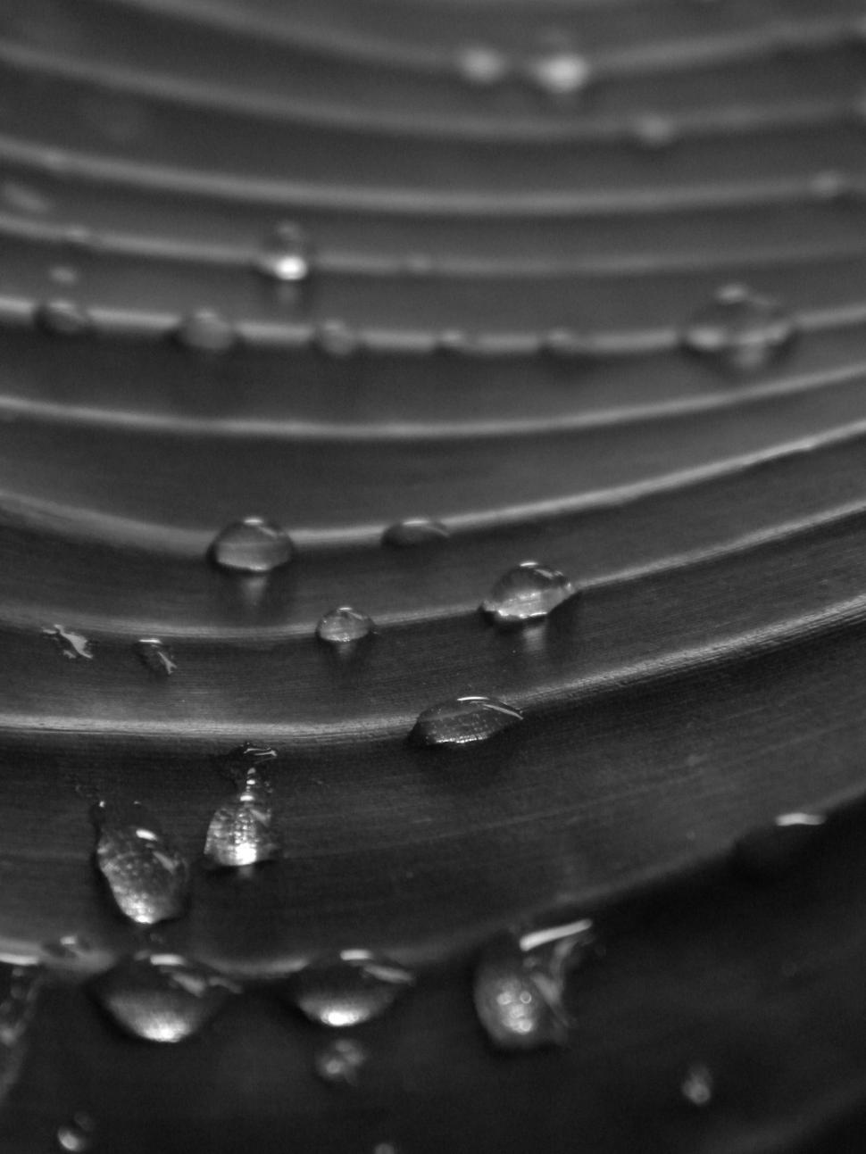 Free Image of Water Drops 