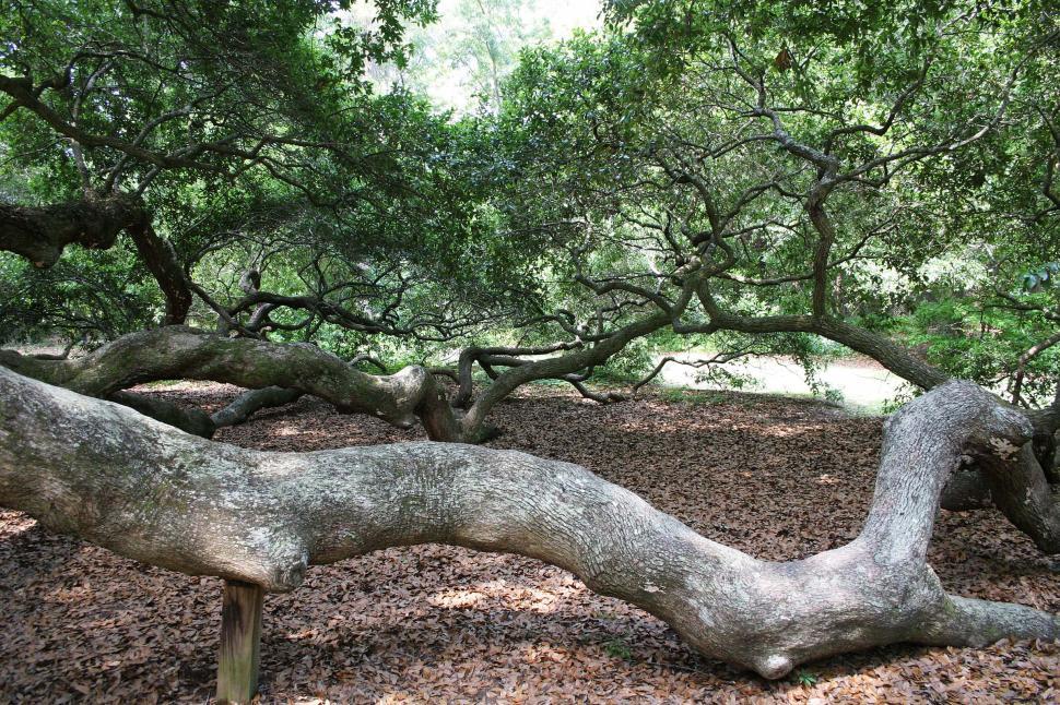 Free Image of Massive Tree Rooted in Soil 
