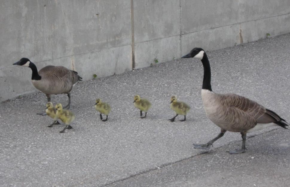 Free Image of A Flock of Geese Walking Down a Sidewalk 